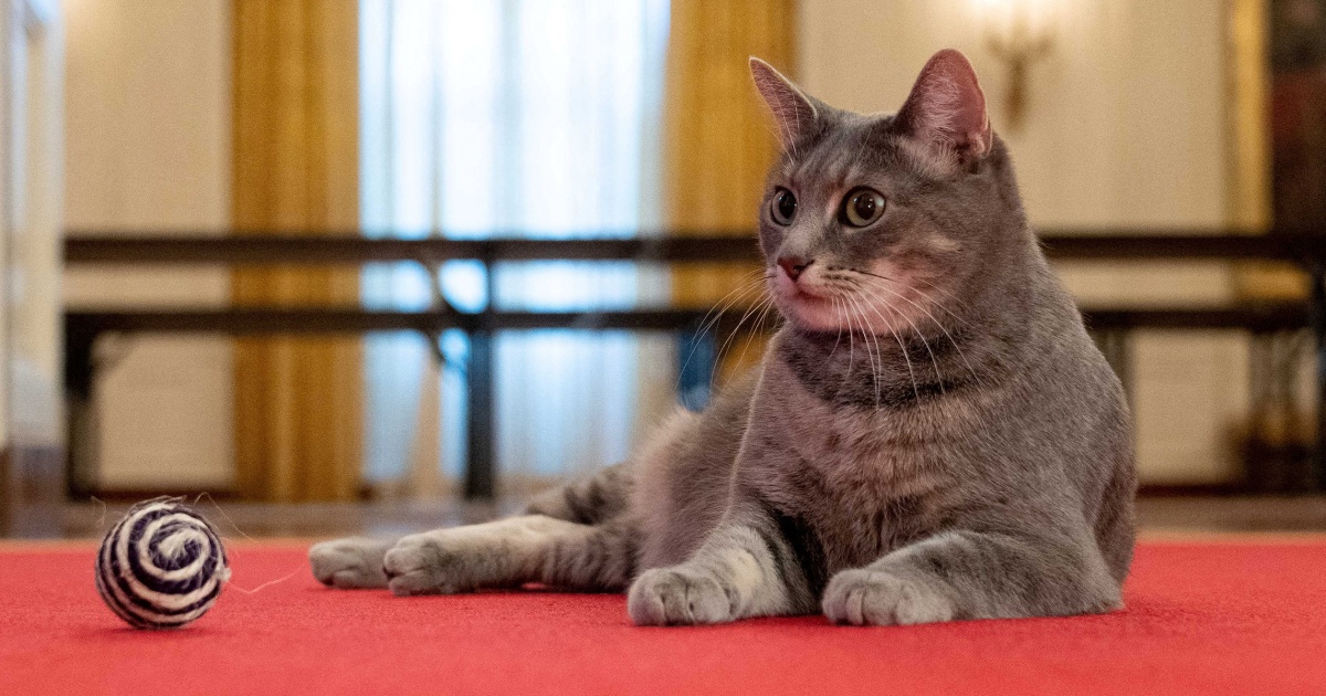 President Biden has a new cat, Willow — and she’s already made the White House home