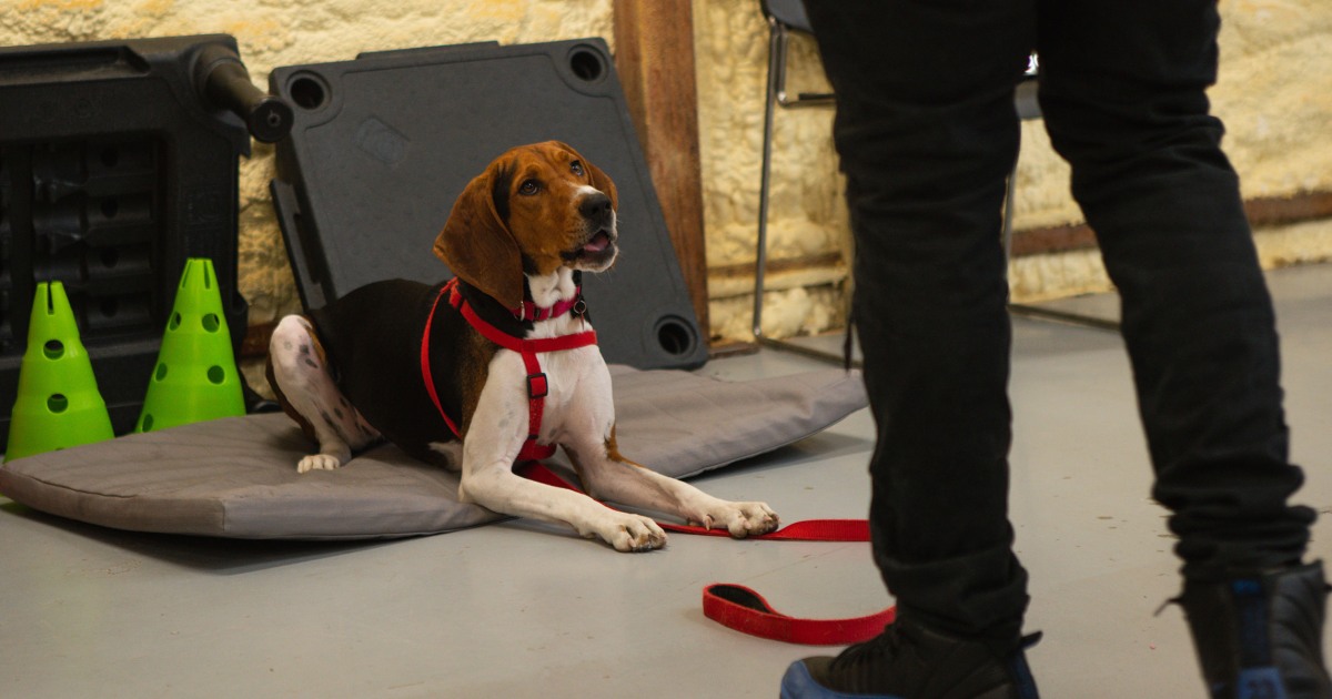 Incarcerated men get ‘second chance at life’ by training dogs for adoption