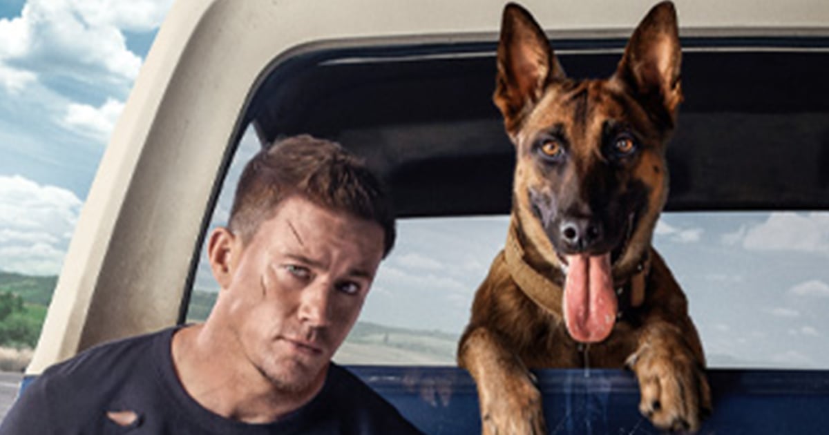 Belgian Malinois experts worry about Channing Tatum 'Dog' movie
