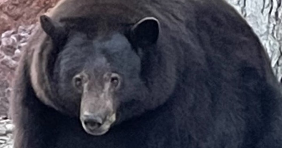 'Hank the Tank,' Bear Ravaging Lake Tahoe Homes, is Actually 3 bears
