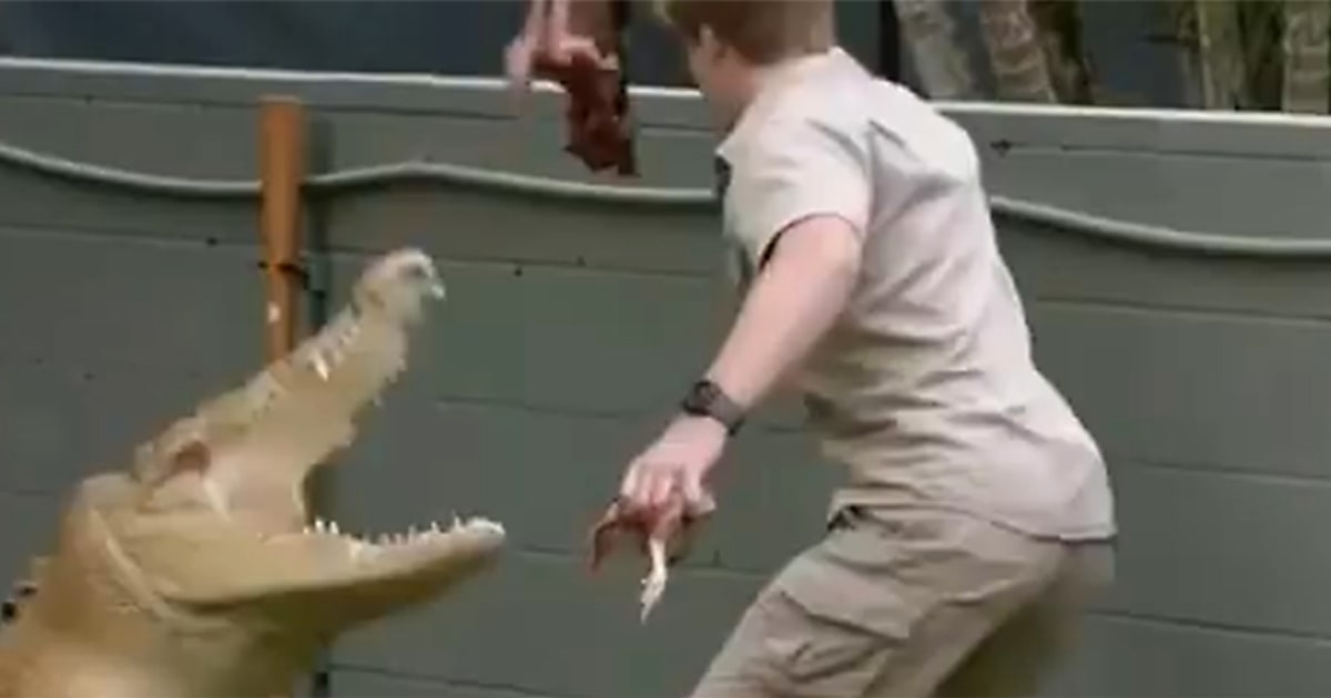 Robert Irwin shares video of close call with croc during ‘intense’ feed