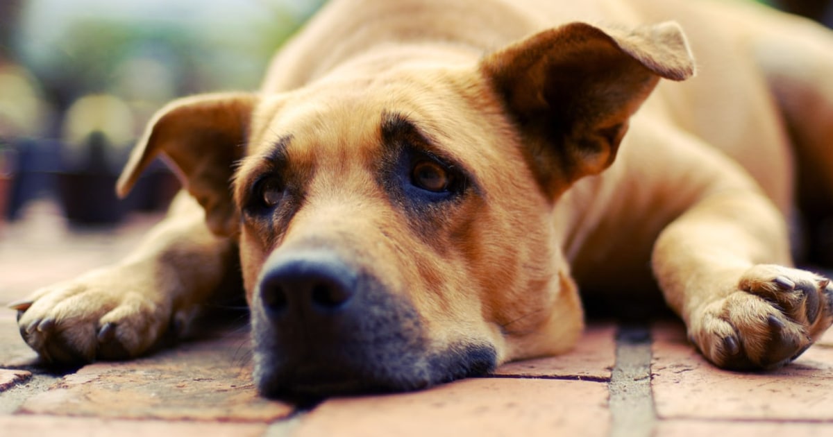 Dogs grieve when a friend dies, study finds