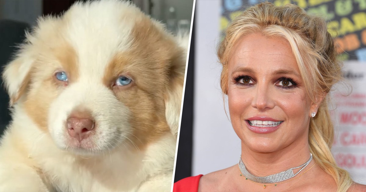 Britney Spears introduces fans to her family’s ‘new edition’ — a puppy!