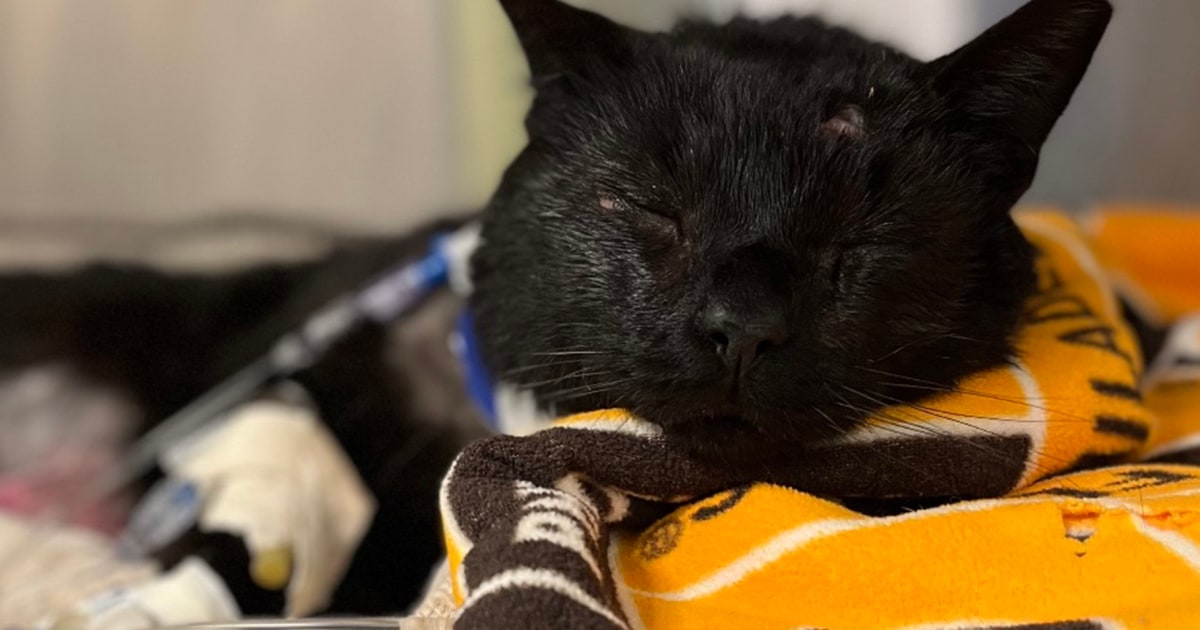 2 minors allegedly attacked a cat with dogs. Now, the internet is rallying around ‘Buddy the Cat’