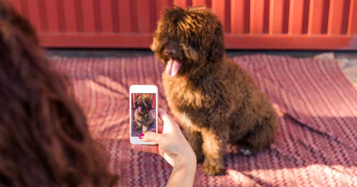 Influencers are cloning their pets to continue their ‘bloodline’ and ‘legacy’
