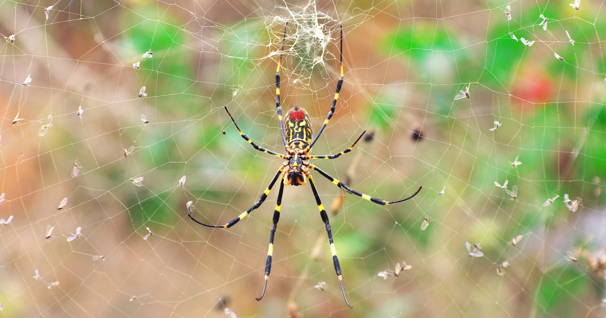 Parachuting spiders the size of your palm are making their way across the East Coast