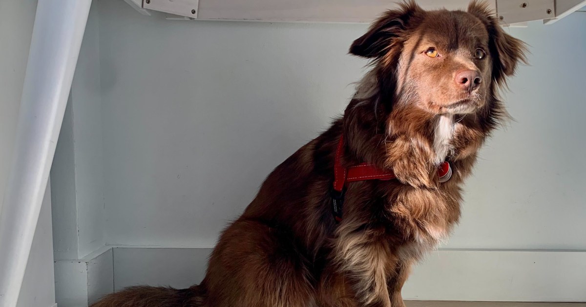 A genetic study has debunked the stereotypes leashed to dog breeds