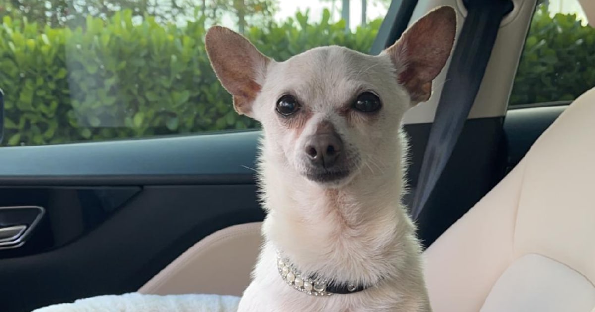 The world’s oldest living dog is 21. Here’s how his owner keeps him fit