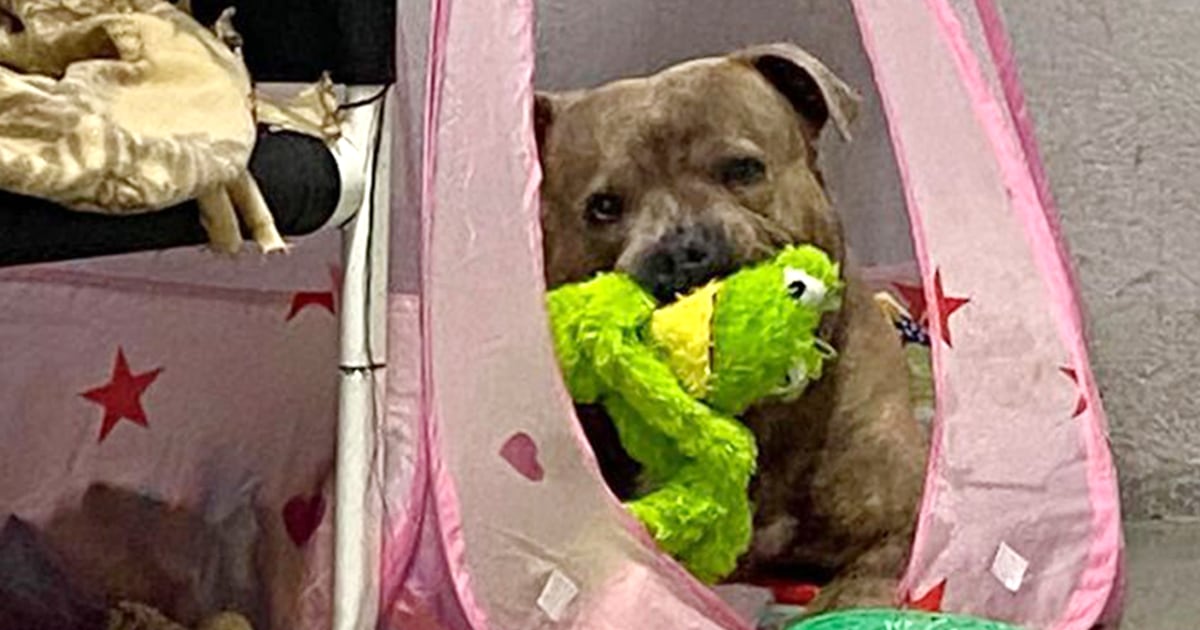 Stressed pit bull in shelter for a year relaxes in princess tent