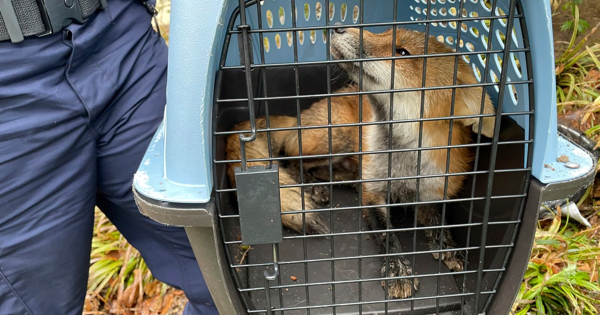 Fox captured by police after biting congressman on Capitol Hill