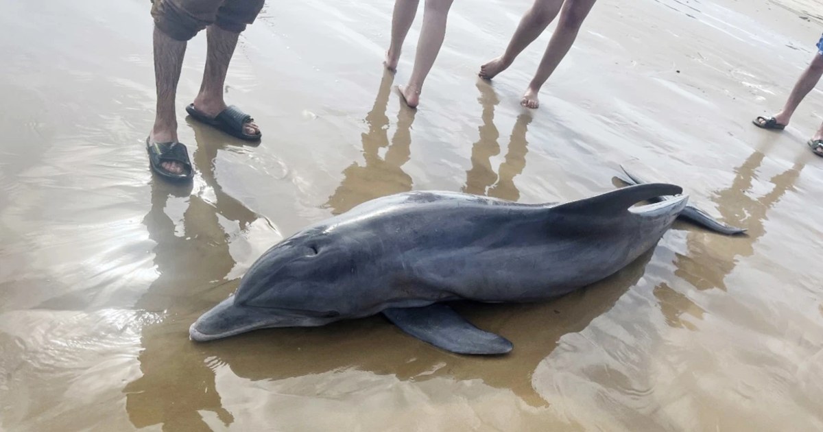 Dolphin stranded on Texas beach dies after crowd tries to ride the animal, rescuers say
