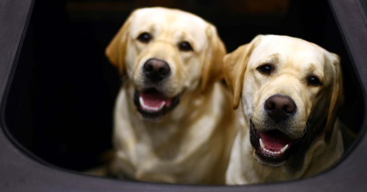 20 Most Popular Dog Breeds in America