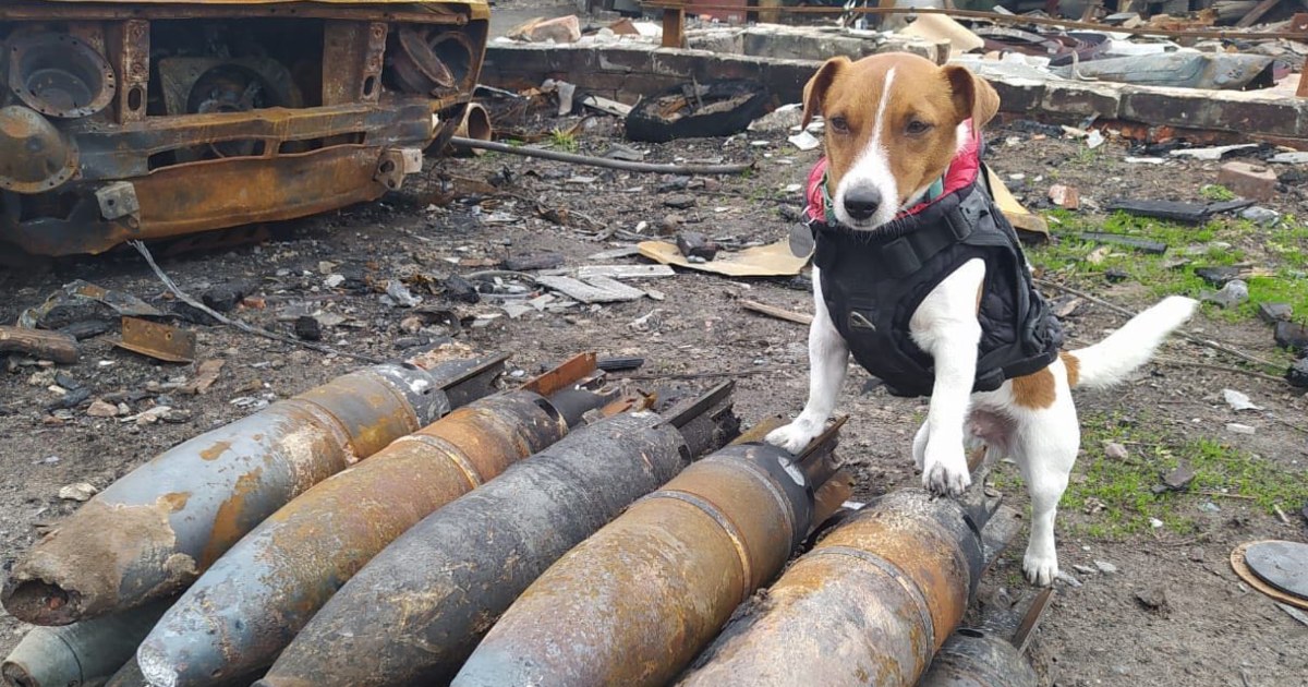 Patron the mine-sniffing dog is capturing Ukraine's hearts