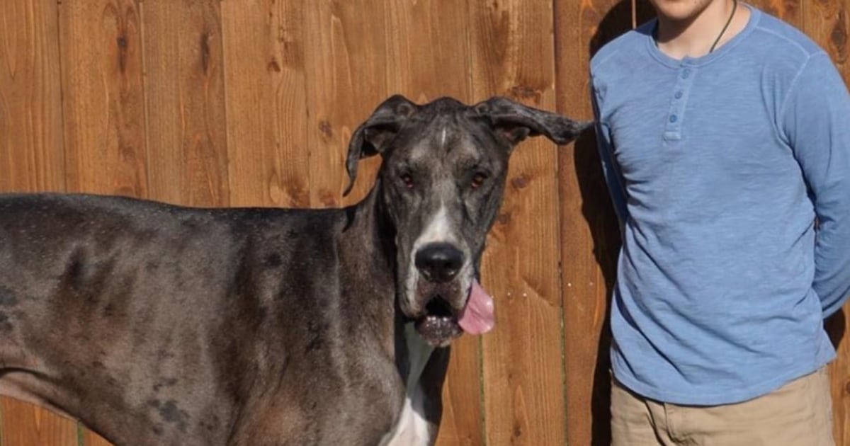 World's tallest living dog is Zeus, a Great Dane, according to Guinness World Records