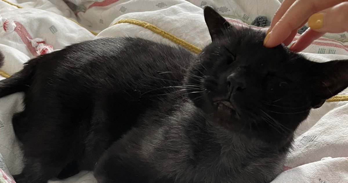‘Buddy the Cat’ is doing ‘well’ after brutal dog attack left him fighting for his life