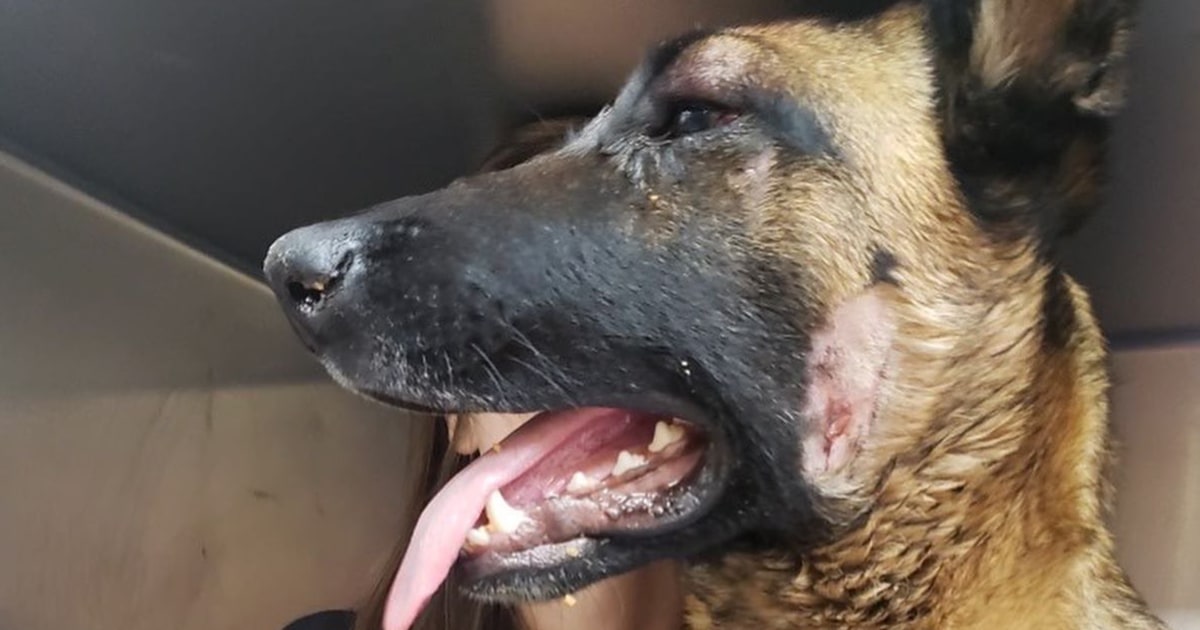 Woman's dog is recovering after fighting a mountain lion to save owner: 'I owe her my life'