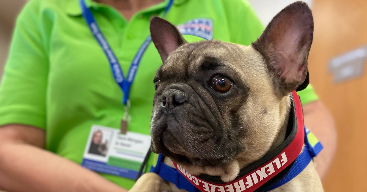 Therapy dogs From Across Texas Help Uvalde Survivors, Families Heal