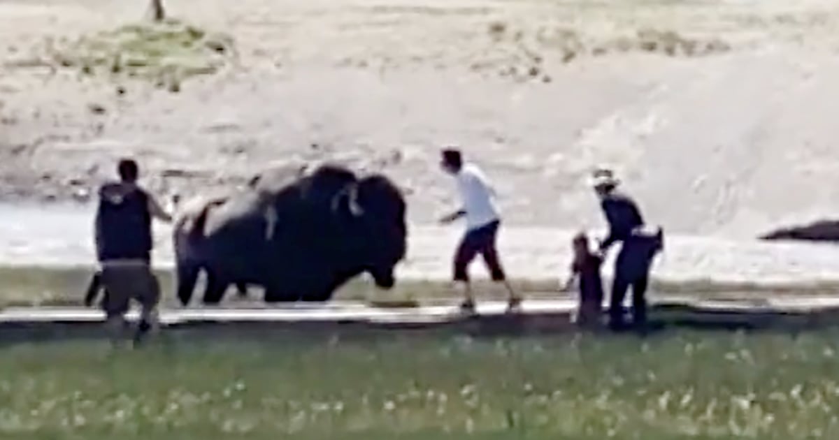 Video captures Colorado man gored by bison while protecting child at Yellowstone