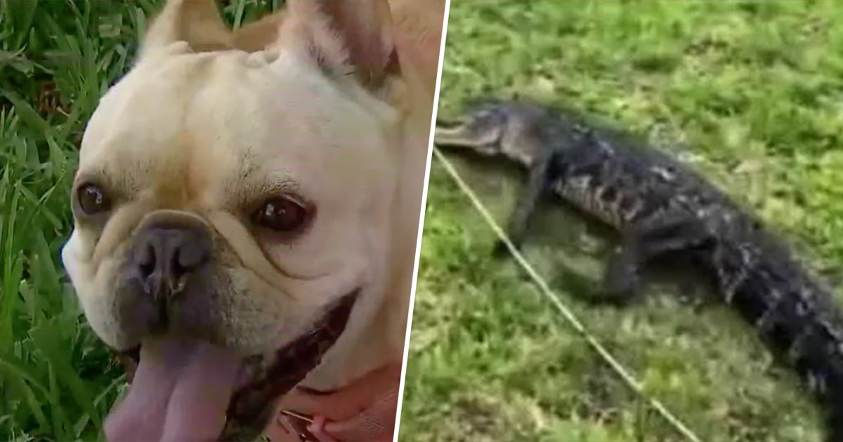 Florida woman saves pet dog from alligator attack: 'It’s killing her'