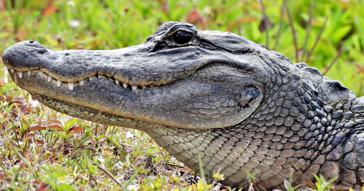 Florida man bitten by 7-foot alligator he mistook for dog