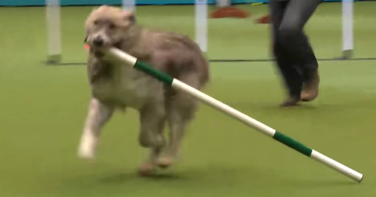 Rescue dog Kratu, who went viral for hilarious Crufts agility runs inspires book and changed his owner's life