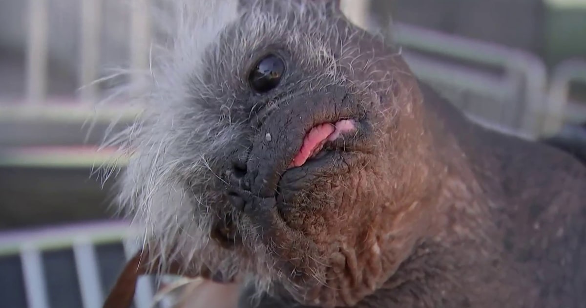 A new winner is crowned at the ‘World’s Ugliest Dog’ competition — and he's a looker