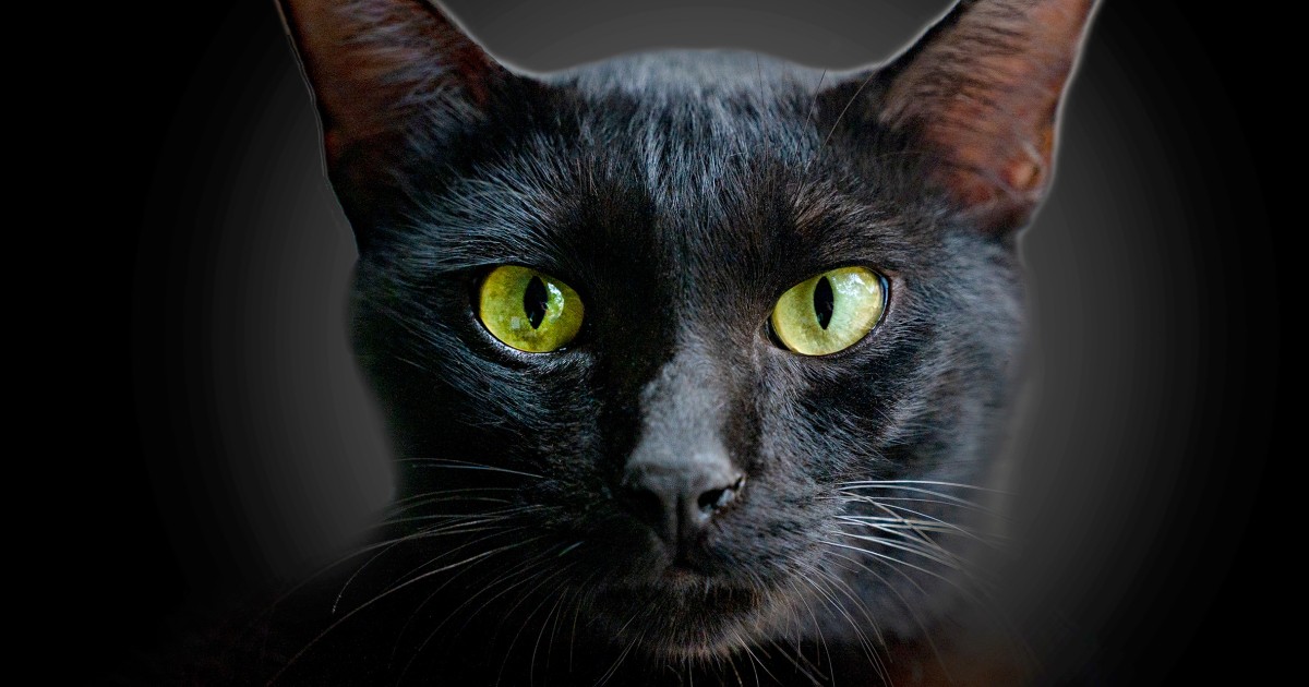 145 black cat names that are as unique as your feline