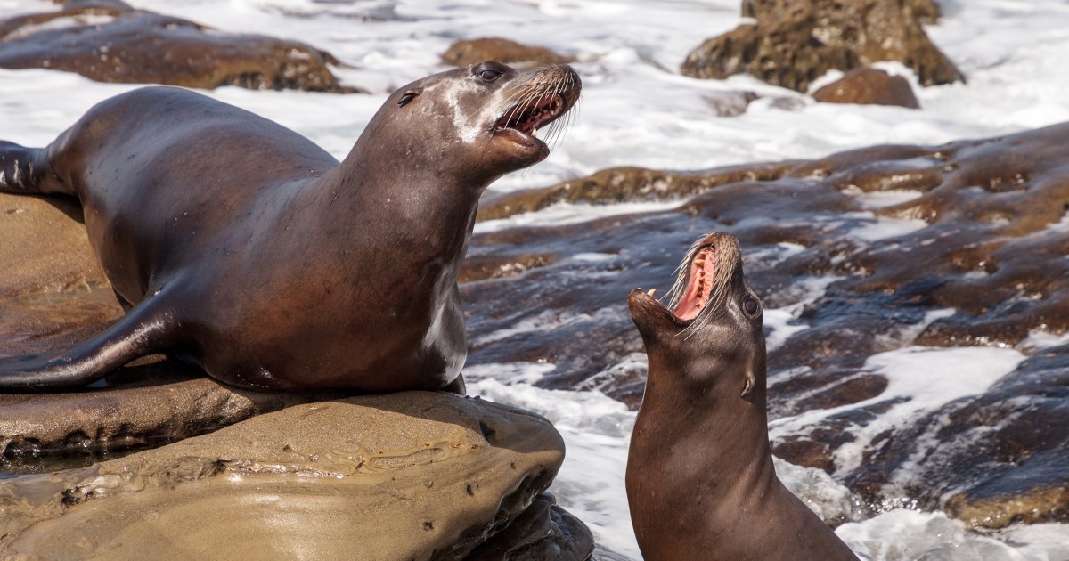 Video Shows Sea Lions Chase Beachgoers at La Jolla Cove in San Diego