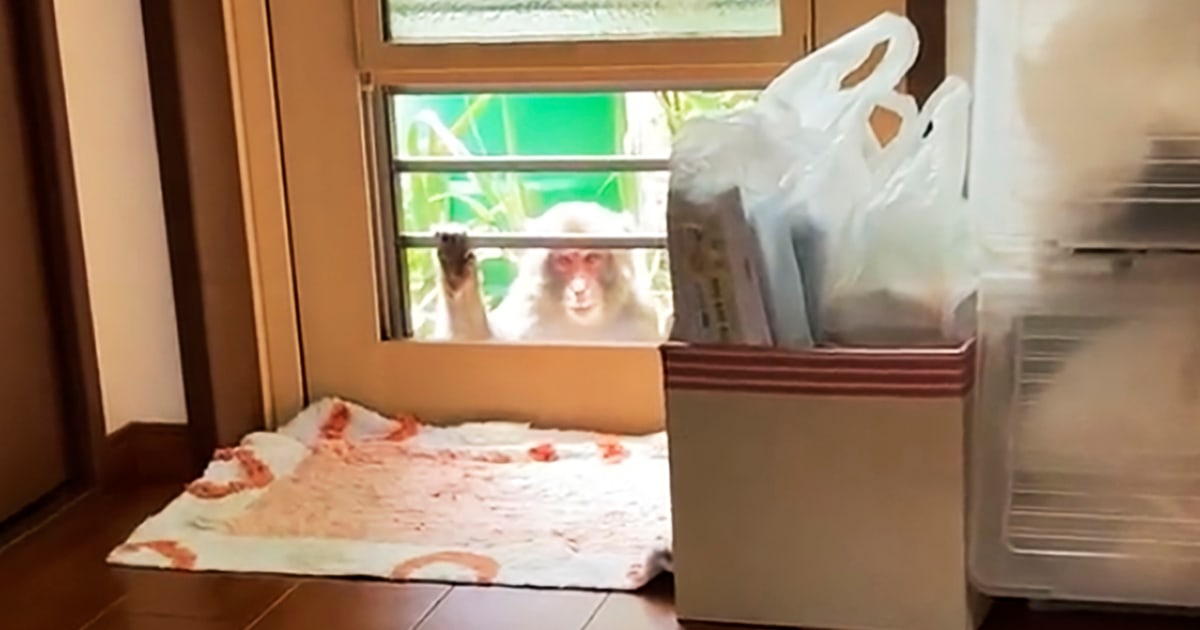 Mesmerizing Rights Group Slams Treatment Of Viral Japanese Monkey Picture in 4K Mesmerizing Rights Group Slams Treatment Of Viral Japanese Monkey Picture in 4K