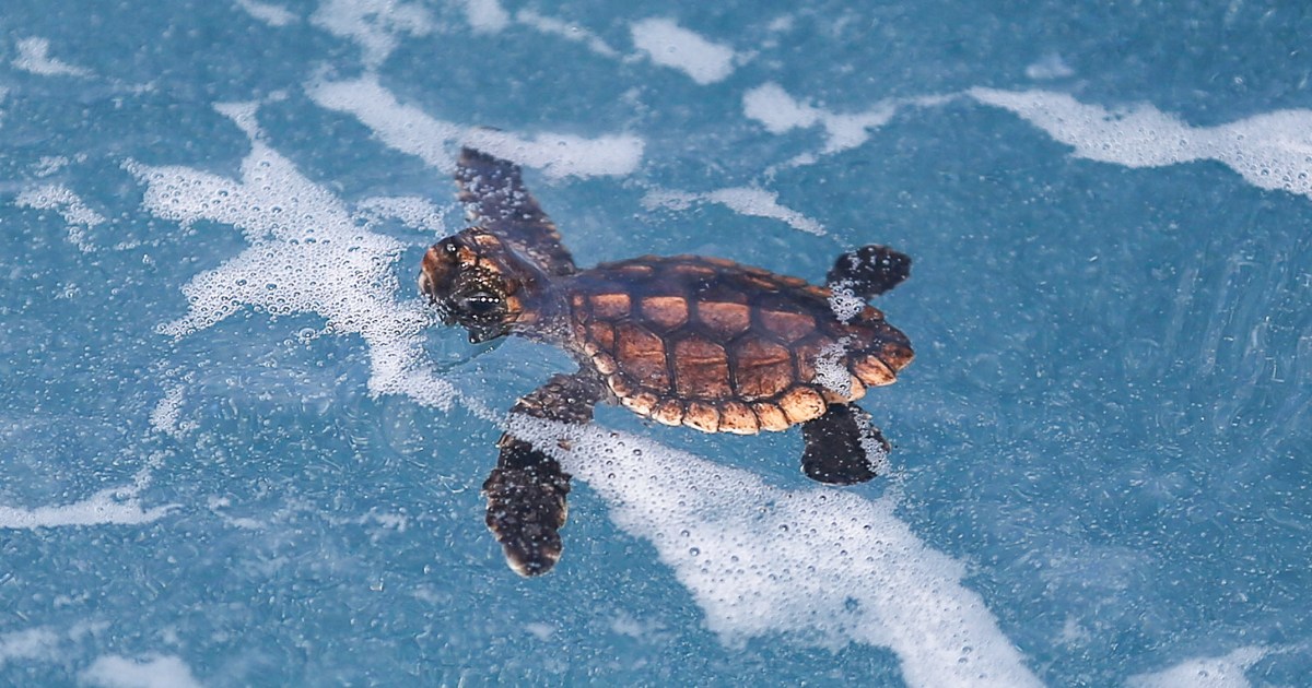 Rising temperatures are causing Florida sea turtles to be born female