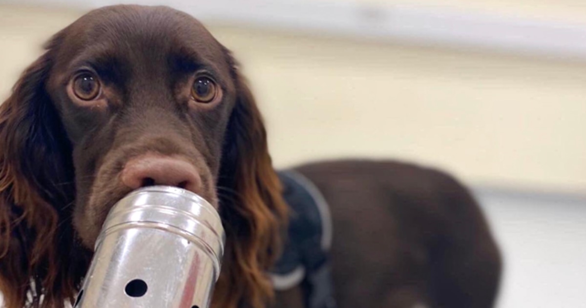 Dogs Can Smell When We’re Stressed Out, A New Study Shows TrendRadars