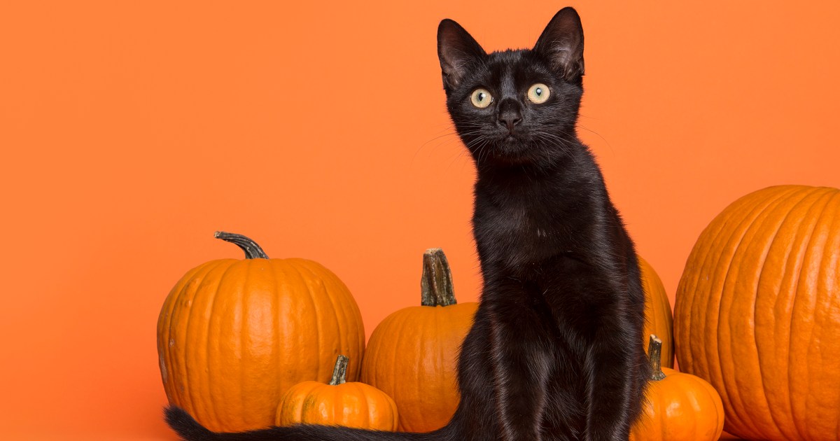 Halloween Colors History, Meaning Behind Orange, Black, Purple and Green