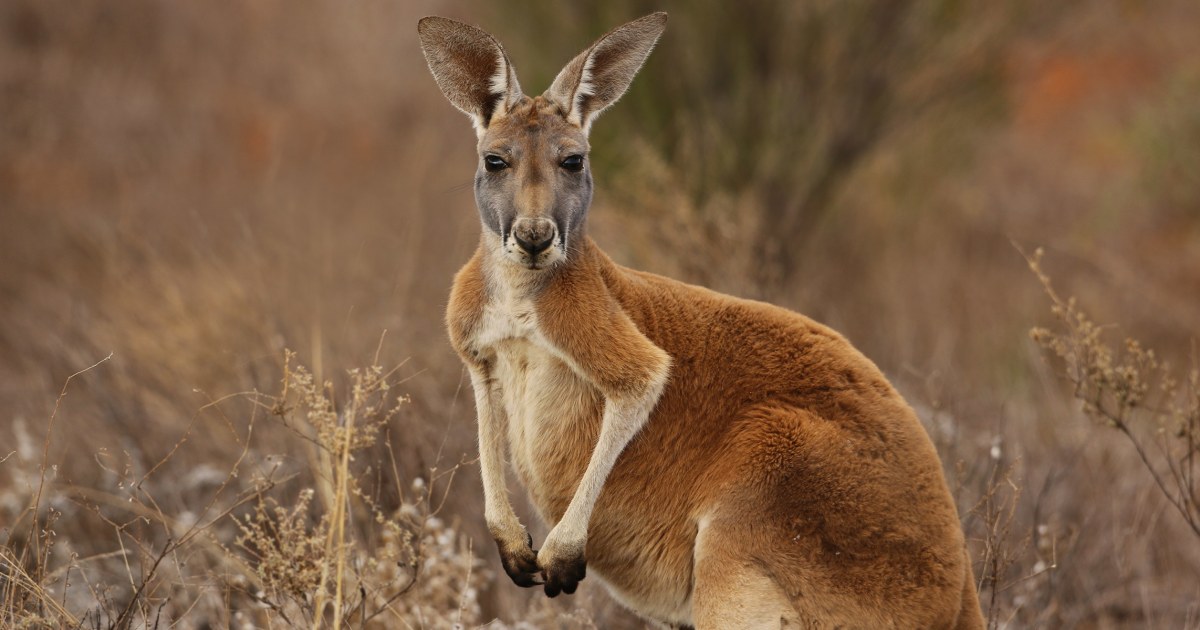 Australian Man Killed by Kangaroo in Rare Fatal Attack