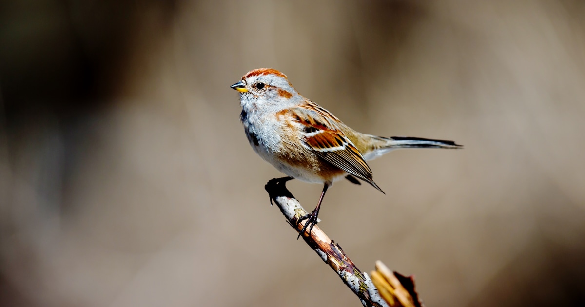 Bird hearing and vision may improve mental health, study suggests