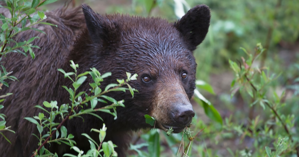 Washington woman injured fighting off black bear