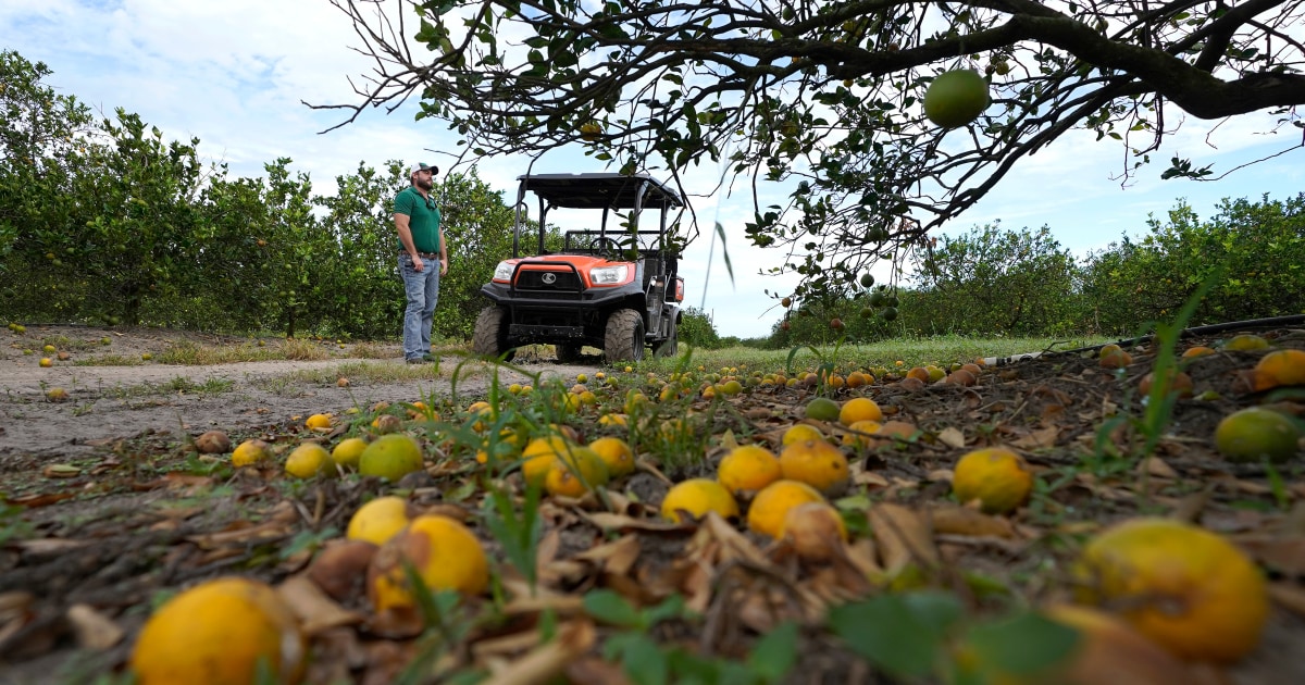 Florida's Citrus And Agriculture Industries Struggle After Hurricane