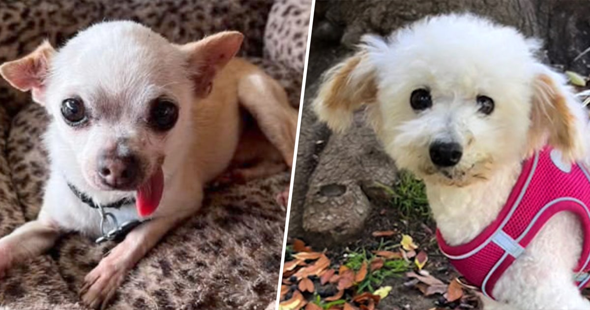 Rescue flight helps 20 senior shelter dogs find new homes to enjoy their ‘golden years’