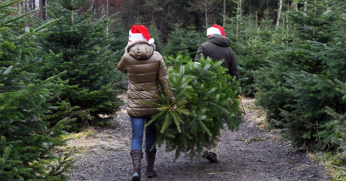 How Long Do Christmas Trees Last? How to Keep a Real Christmas Tree Alive