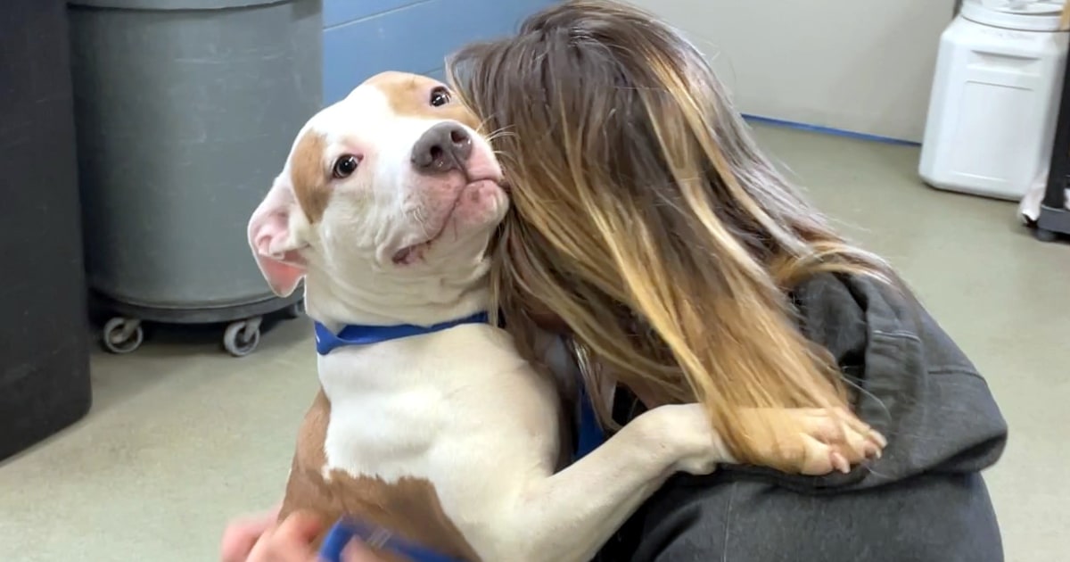 Dog Found Outside Iowa Airport After Being Abandoned by Owner