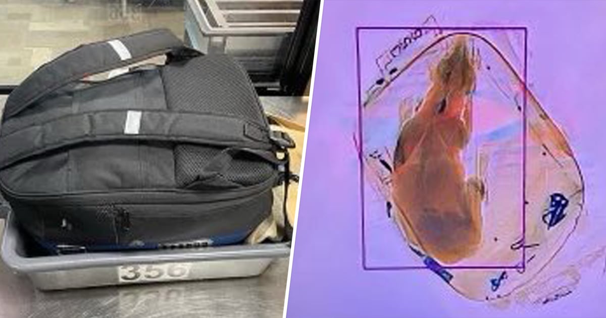 Dog Sent Through X-Ray Machine At Airport, 2 Weeks After Cat Found In