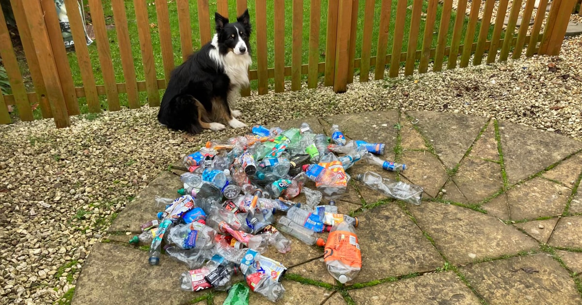 Border Collie Becomes Unlikely Recycling Advocate After Picking Up More ...