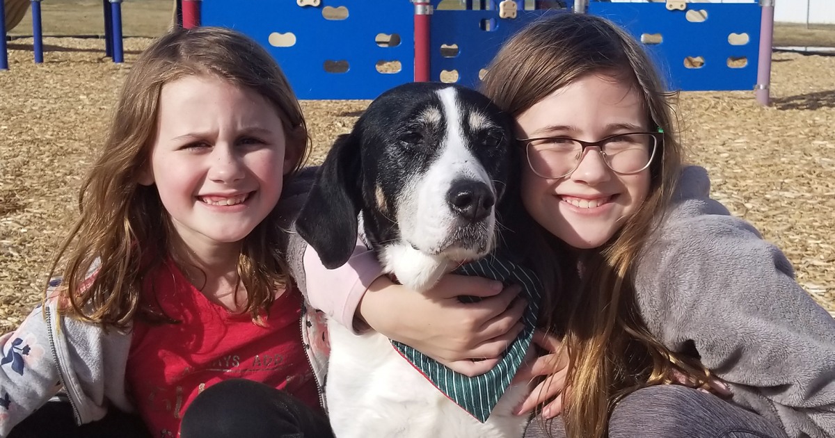 Is Christmas cactus safe for pets? Holiday pet safety tips