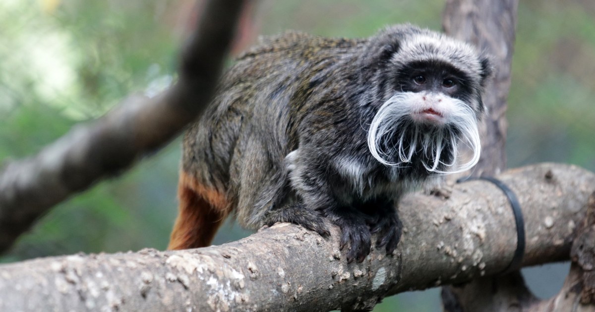 The latest suspicious occurrence at the Dallas Zoo: Two tamarin monkeys are missing
