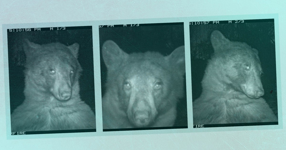 #Bear In Colorado Captures Hundreds of Selfies On Park’s Wildlife Camera