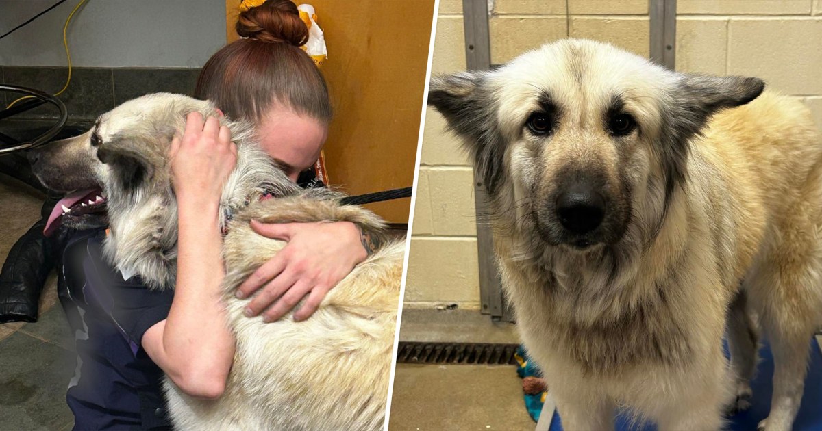 Dog reunited with owner who had to give her up due to homelessness
