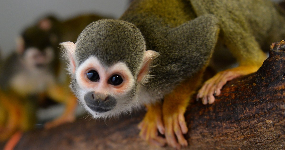 A Dozen Squirrel Monkeys Stolen From Louisiana Zoo
