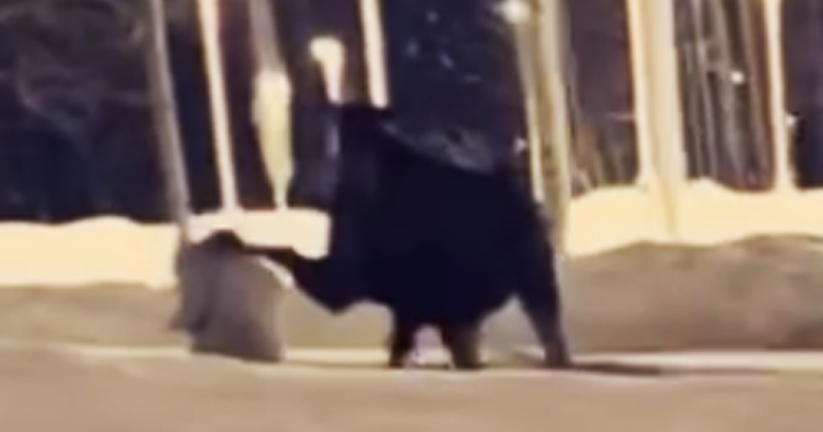 Woman In Alaska Kicked In Head By Moose While Walking Her Dog, Video Shows