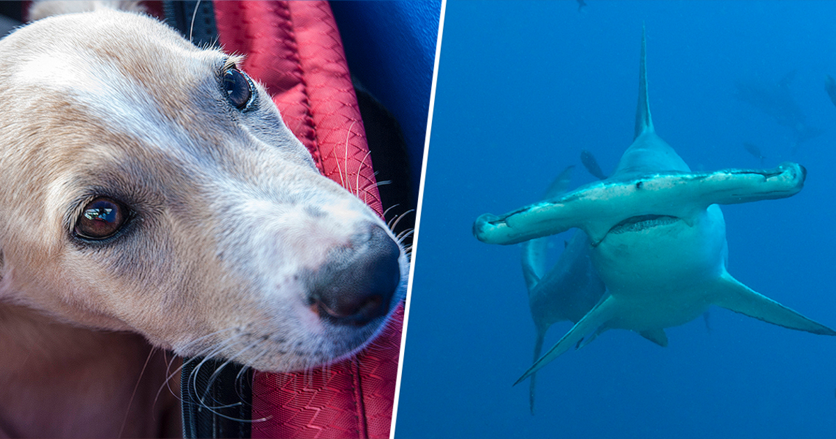Boat Passengers Watch Dog Fight A Hammerhead Shark in Bahamas