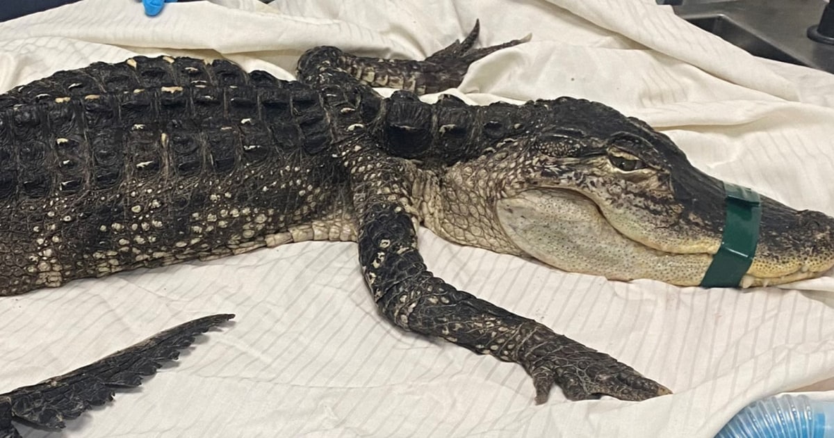 4FootLong Alligator Found in Brooklyn's Prospect Park Lake