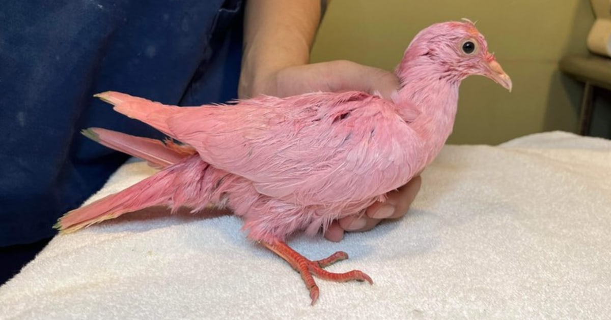 Flamingo, the pink pigeon, dies a week after it was found at NYC park